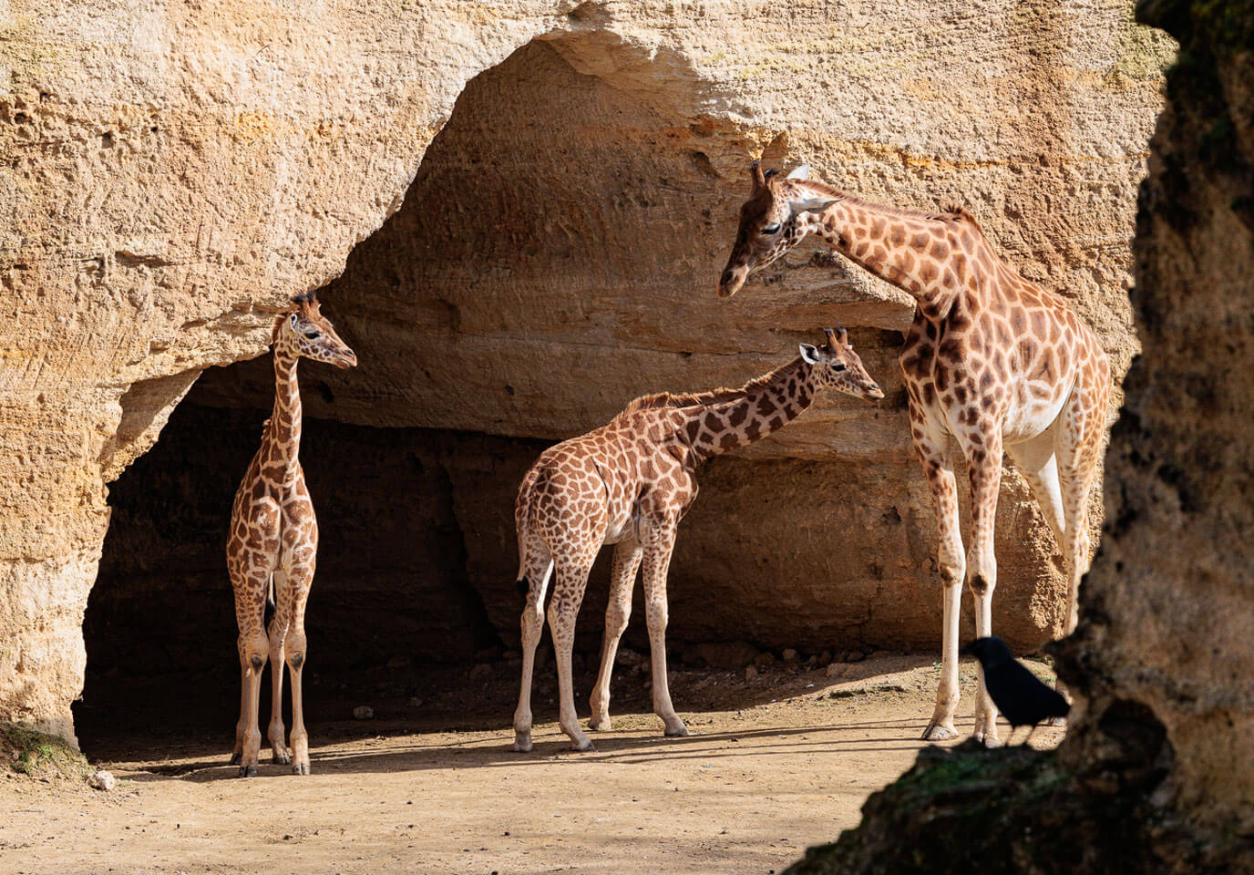 Bioparc de Doué-en-Anjou