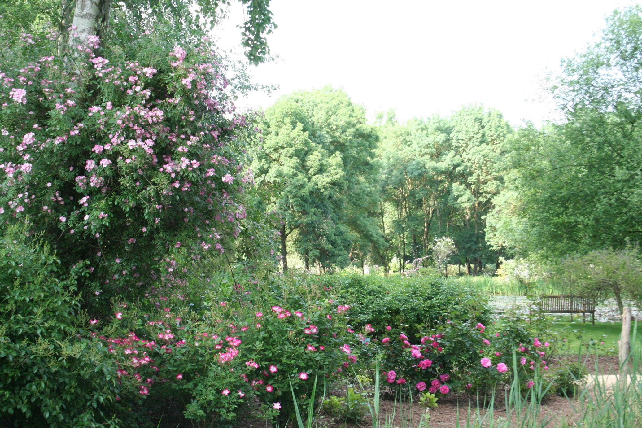 Les Chemins de la Rose